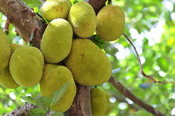 Image showing Jackfruit on tree