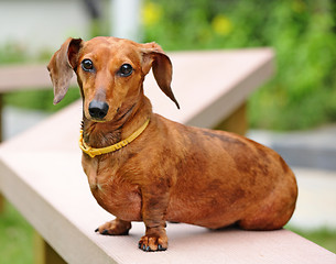 Image showing Dachshund