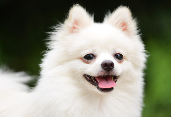 Image showing happy pomeranian