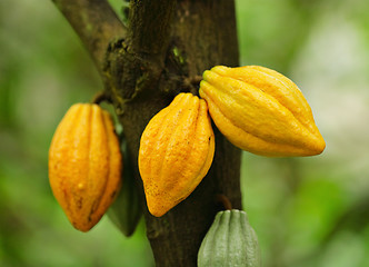 Image showing Cocoa pods