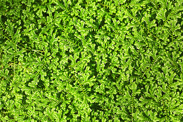 Image showing Green leaves background