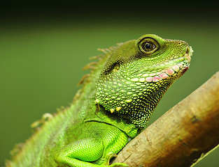 Image showing green iguana on tree branch