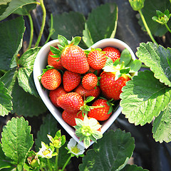 Image showing strawberry in heart shape bowl
