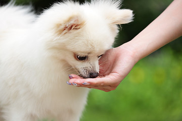 Image showing feeding dog