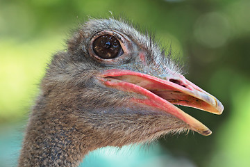 Image showing ostrich portrait close up