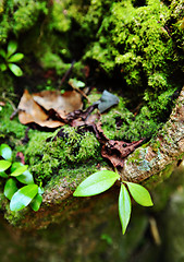 Image showing tropical forest plants