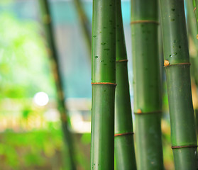 Image showing bamboo