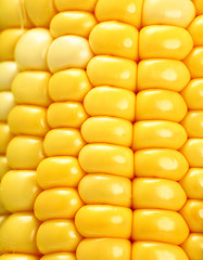 Image showing corn