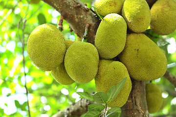 Image showing Jackfruit