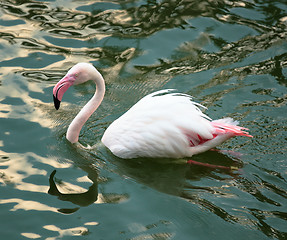 Image showing Pink flamingo