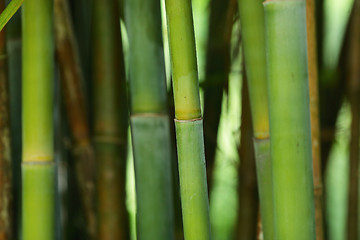 Image showing bamboo