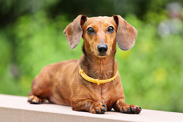 Image showing dachshund