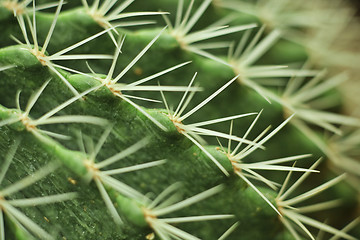 Image showing Cactuses