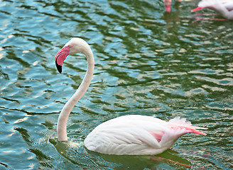 Image showing Pink flamingo