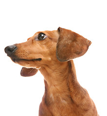 Image showing dachshund looking to a side