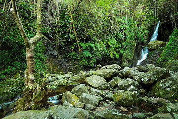 Image showing forest