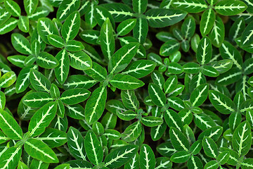 Image showing Green leaves background