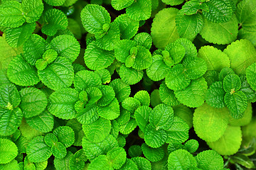 Image showing Green leaf background