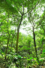 Image showing Fresh green forest with sunbeams