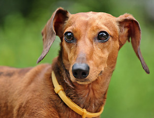 Image showing dachshund