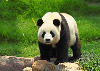 Image showing panda