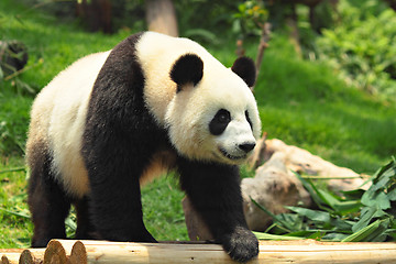 Image showing panda