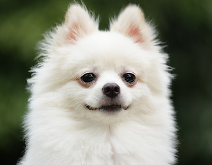 Image showing adorable white pomeranian