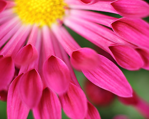 Image showing pink flower close up