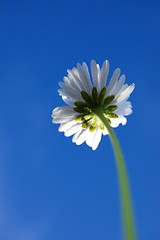 Image showing daisy under blue sky