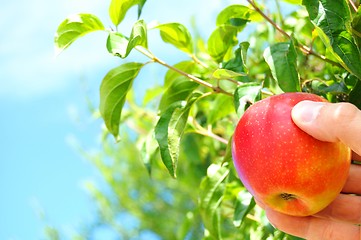 Image showing apple on tree