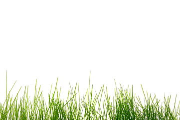 Image showing grass