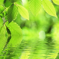 Image showing green leave and water