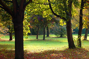 Image showing fall in the park with green trees under blue sky