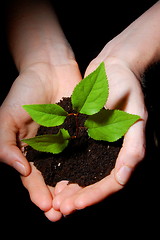 Image showing hands soil and plant showing growth