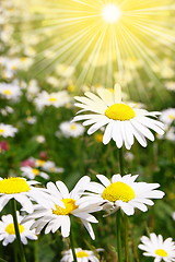 Image showing daisy flower on a summer field