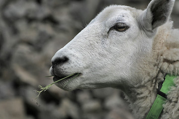 Image showing sheep2