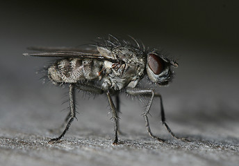 Image showing Fly