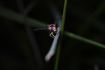 Image showing on grass