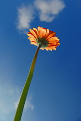 Image showing Gerbera daisy