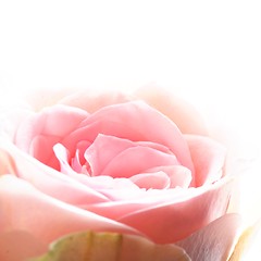 Image showing bright pink roses