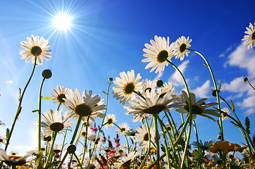 Image showing flowers from below