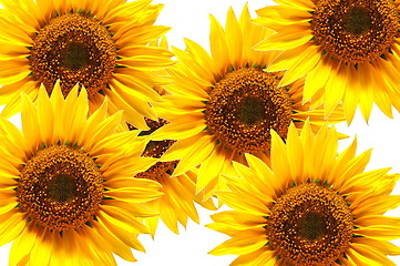 Image showing sunflower background