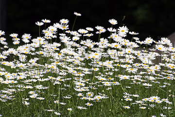 Image showing Flowers