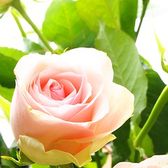 Image showing rose flower