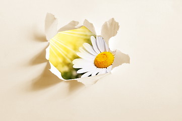 Image showing flower behind hole in paper