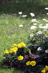 Image showing Flowers