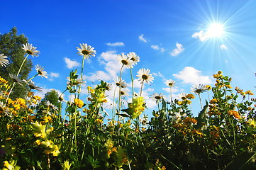 Image showing daisy flowers in summer