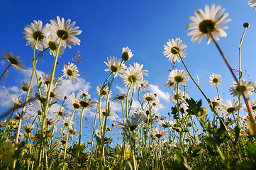 Image showing daisy flower from below with blue sky