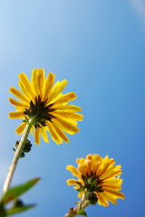 Image showing flower under blue summer sky