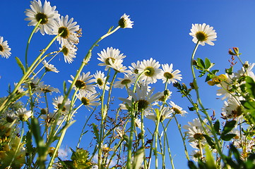 Image showing daisy flower under blue sky